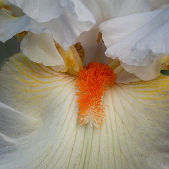 German iris (Iris barbata), close up of the flower head