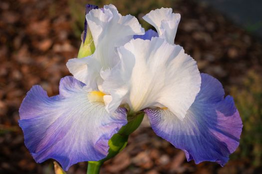 German iris (Iris barbata), close up of the flower head