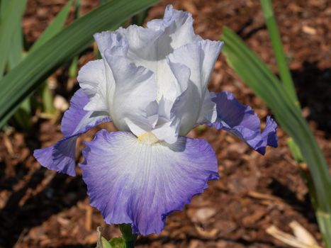 German iris (Iris barbata), close up of the flower head
