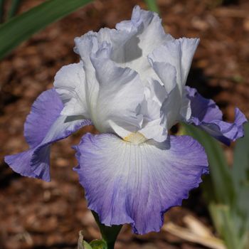 German iris (Iris barbata), close up of the flower head