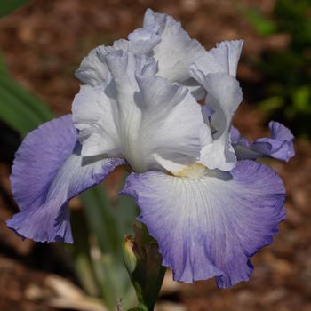 German iris (Iris barbata), close up of the flower head