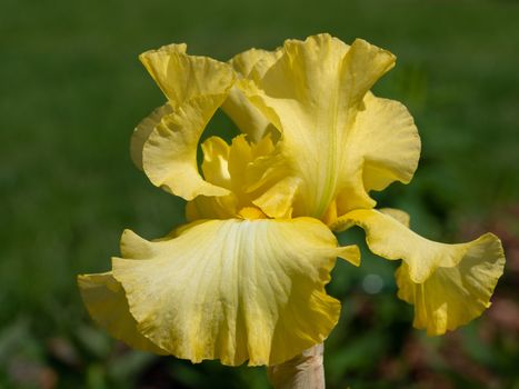 German iris (Iris barbata), close up of the flower head