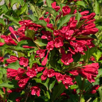 Weigela (Weigela florida), close up of the flower head