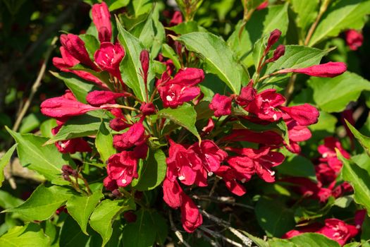 Weigela (Weigela florida), close up of the flower head