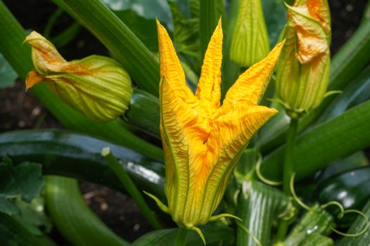 Blossom of courgette plant (Cucurbita pepo)