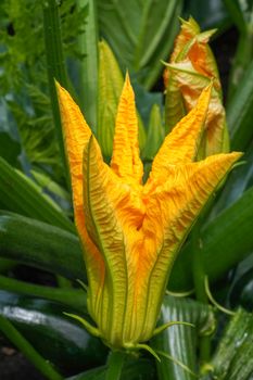 Blossom of courgette plant (Cucurbita pepo)