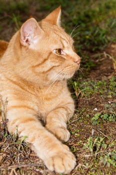 A big red cat is lying in the garden and watching birds carefully.
