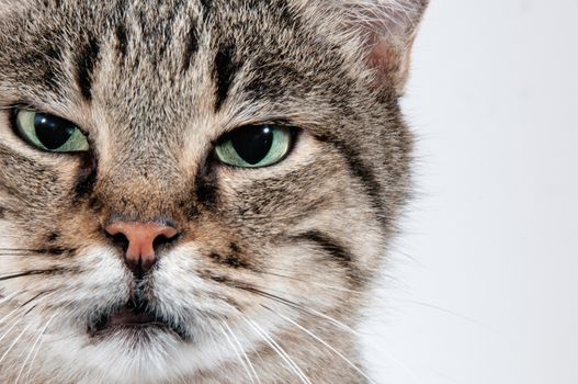 Big beautiful gray cat with black stripes and green eyes shot against white background