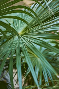 Detail of some palm leaves taken in Mexico in the Mayan Riviera during the sunset that gives reflections and very warm tones