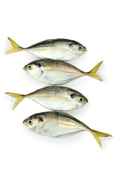 Fresh mackerel fish isolated on white background, clipping path.