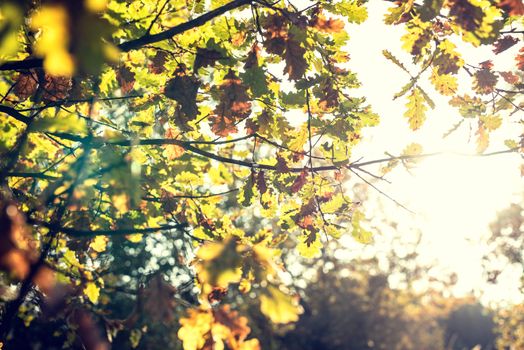 Sun shining through beautiful fall leaves in autumn season