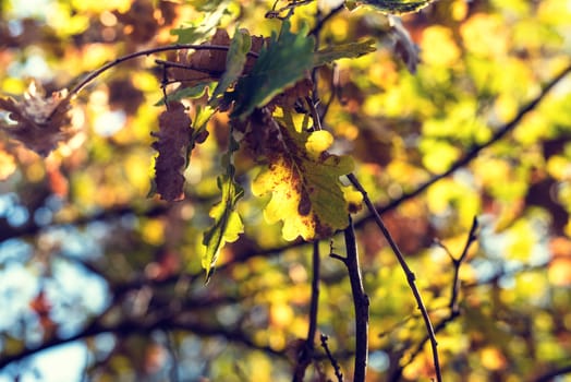 Sun shining through beautiful fall leaves in autumn season