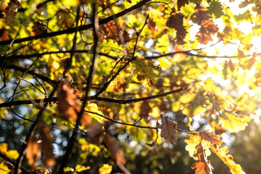 Sun shining through beautiful fall leaves in autumn season