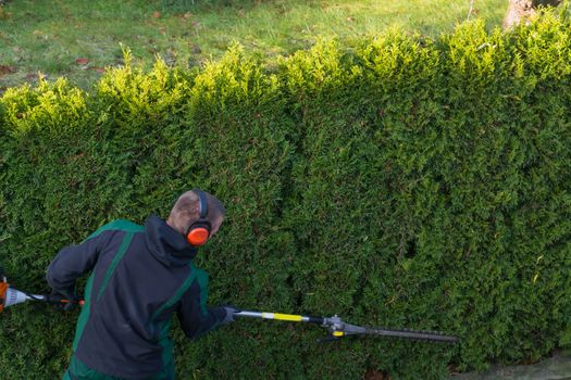 Gardener cuts a hedge with a gasoline hedge trimmer. Shaping a wall of thujas