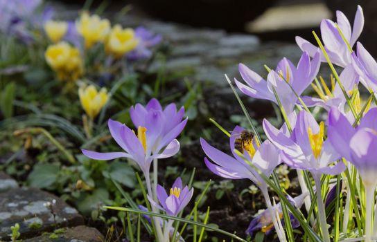 Honeybee gathers pollen from pale purple crocuses as winter begins to turn into spring 