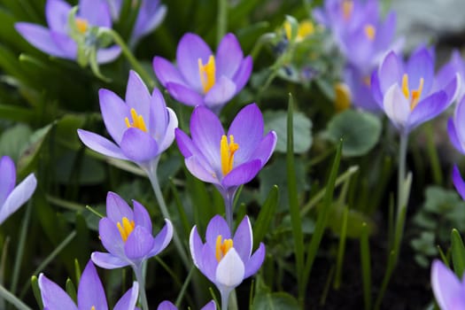 Purple crocus with orange pollen-laden stamen in selective focus among other open croci