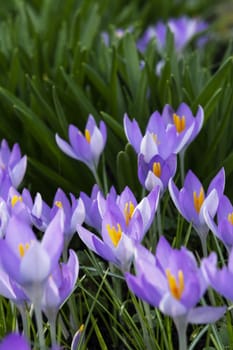 Group of purple crocuses open in sunlight against deep green foliage background