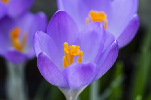 Macro of deep orange stamen in centre of a purple crocus in springtime