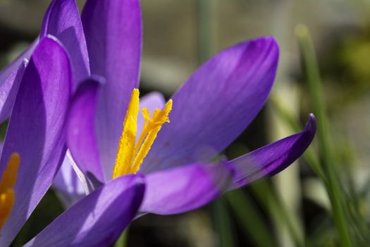 Macro of pollen-laden orange stamen of a crocus flower with deep purple petals