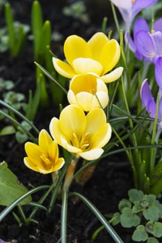 Delicate yellow crocuses blooming in a flower bed in early spring