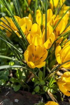 Yellow crocuses glowing in spring sunshine, among narrow green leaves