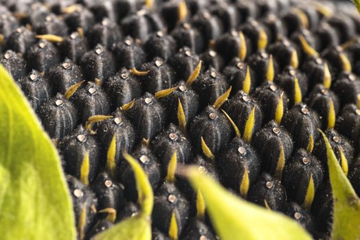 Sunflower seeds close up. Macro. Whole background.Sunflower close up