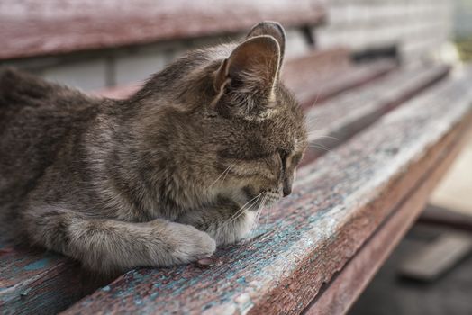 A gray cat sits on a wooden bench near the house.Cute gray cat sitting on a wooden bench outdoors . The cat has beautiful yellow eyes.