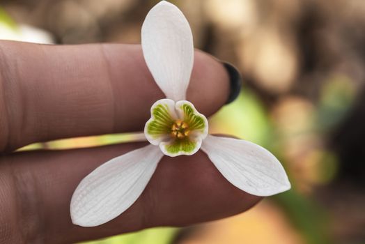 Snowdrop spring flowers. Galanthis in early spring gardens. Delicate Snowdrop flower is one of the spring symbols .The first early snowdrop flower.White snowdrop .