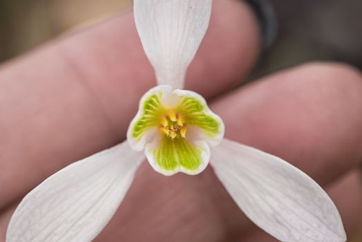 Snowdrop spring flowers. Galanthis in early spring gardens. Delicate Snowdrop flower is one of the spring symbols .The first early snowdrop flower.White snowdrop .