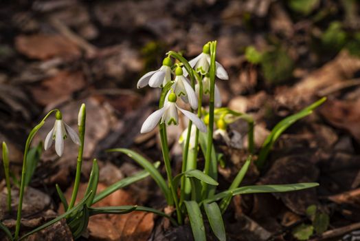 Snowdrop spring flowers. Galanthis in early spring gardens. Delicate Snowdrop flower is one of the spring symbols .The first early snowdrop flower.White snowdrop .