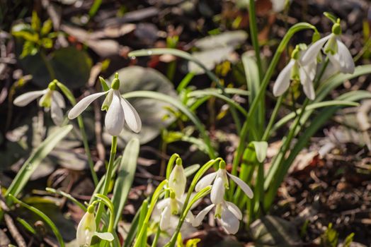 Snowdrop spring flowers. Galanthis in early spring gardens. Delicate Snowdrop flower is one of the spring symbols .The first early snowdrop flower.White snowdrop .