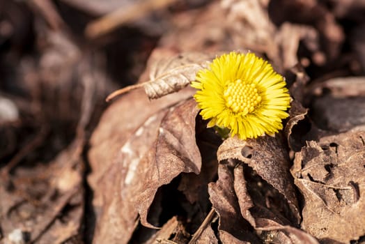 Coltsfoot, medicinal herb, flower in spring .Yellow flower grew from under the stone in early spring,early spring blooms of coltsfoot signaling warmer weather is on the way.