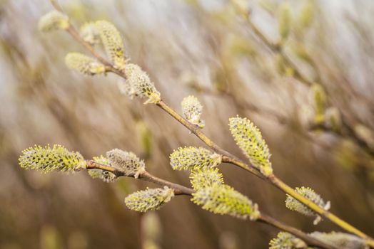Spring background with pussy-willow branches with catkins. Spring branch of willow with buds.