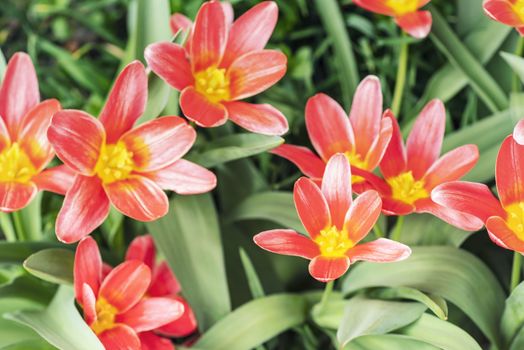 Red tulips on a sunny day.Spring red tulips on a sunny spring day .