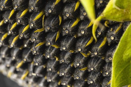 Sunflower seeds close up. Macro. Whole background.Sunflower close up