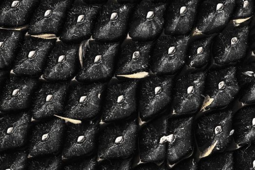 Sunflower seeds close up. Macro. Whole background.Sunflower close up