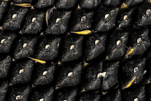 Sunflower seeds close up. Macro. Whole background.Sunflower close up
