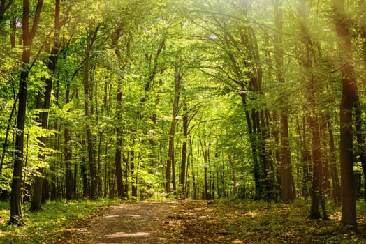 Summer warm sunny day in the forest.Bright green forest natural walkway in sunny day light.Sun through vivid green forest. Spring warm day in the forest. Green summer forest landscape in warm light