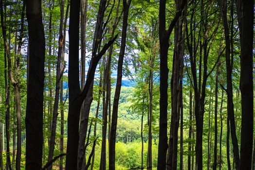 Summer warm sunny day in the forest.Bright green forest natural walkway in sunny day light.Sun through vivid green forest. Spring warm day in the forest. Green summer forest landscape in warm light