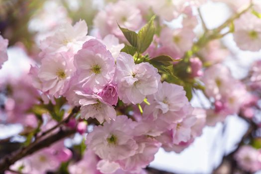 Spring blossom.Pink sakura flowers. Sakura flowers close up.