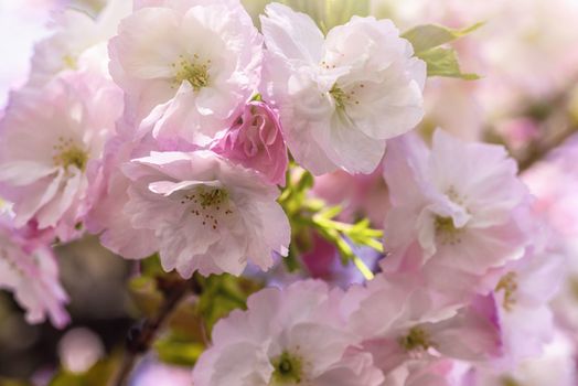 Spring blossom.Pink sakura flowers. Sakura flowers close up.