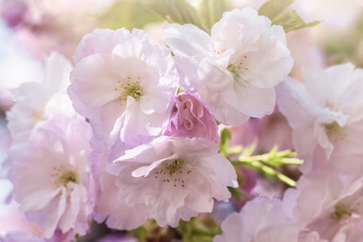 Spring blossom.Pink sakura flowers. Sakura flowers close up.