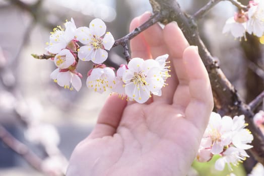 Spring day. A branch of cherry blossoms in hand. Flowering apricot on a sunny day, hand holding cherry blossoms in spring.