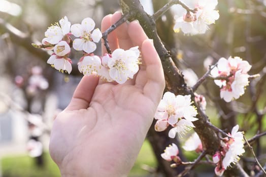 Spring day. A branch of cherry blossoms in hand. Flowering apricot on a sunny day, hand holding cherry blossoms in spring.