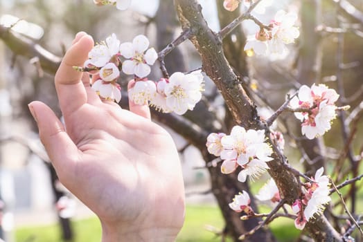 Spring day. A branch of cherry blossoms in hand. Flowering apricot on a sunny day, hand holding cherry blossoms in spring.