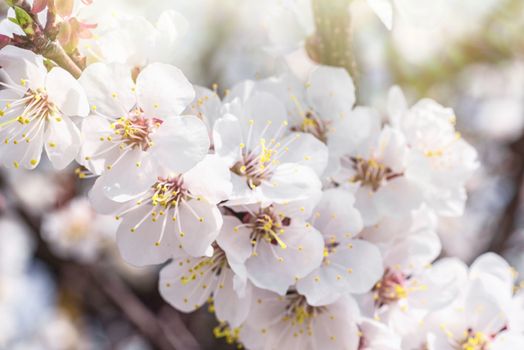 Spring day. A branch of cherry blossoms. Flowering apricot on a sunny day, cherry blossoms in spring.Close up flowers.Sakura against the blue sky.