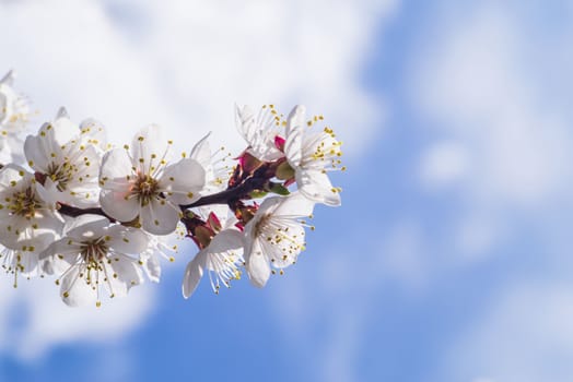 Spring day. A branch of cherry blossoms. Flowering apricot on a sunny day, cherry blossoms in spring.Close up flowers.Sakura against the blue sky.