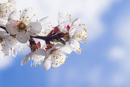 Spring day. A branch of cherry blossoms. Flowering apricot on a sunny day, cherry blossoms in spring.Close up flowers.Sakura against the blue sky.