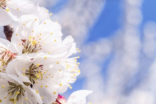 Spring day. A branch of cherry blossoms. Flowering apricot on a sunny day, cherry blossoms in spring.Close up flowers.Sakura against the blue sky.