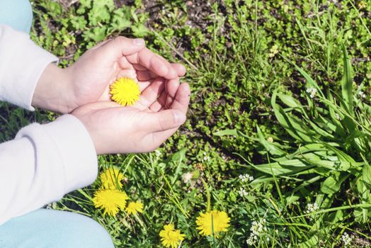 Yellow dandelions.Yellow spring flowers in the palms of the girl. Dandelions and daisies in a female hand.